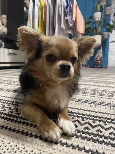 Мини чихуахуа вязка