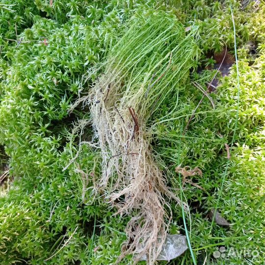 Мох сфагнум живой, кора