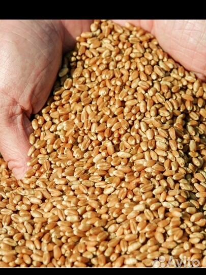 Зерно пшеница ячмень продам