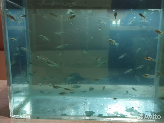 Аквариумные рыбки