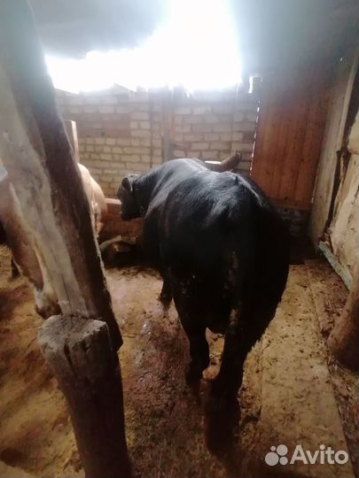 Быки на племя