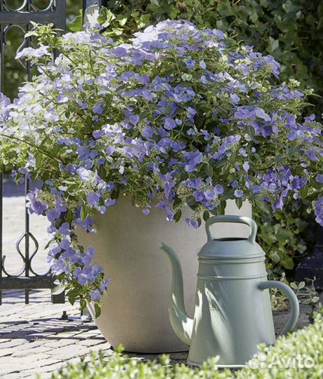 Гортензия френч болеро