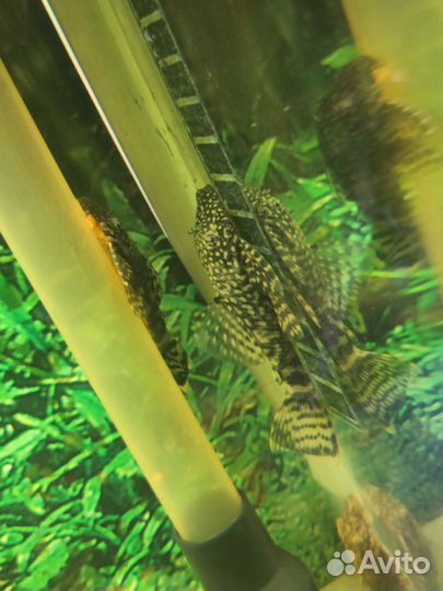 Сомики анциструсы