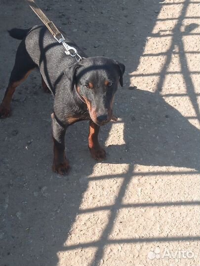 Щенки метисы