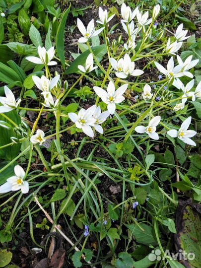 Многолетние цветы