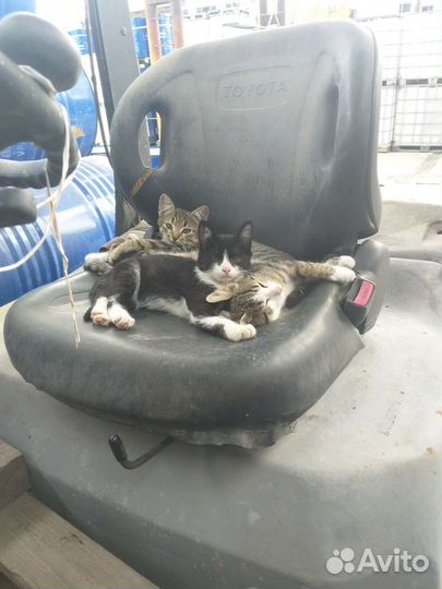 Котята и коты, кошки антидепрессанты в добрые руки