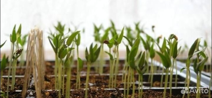 Рассада овощей