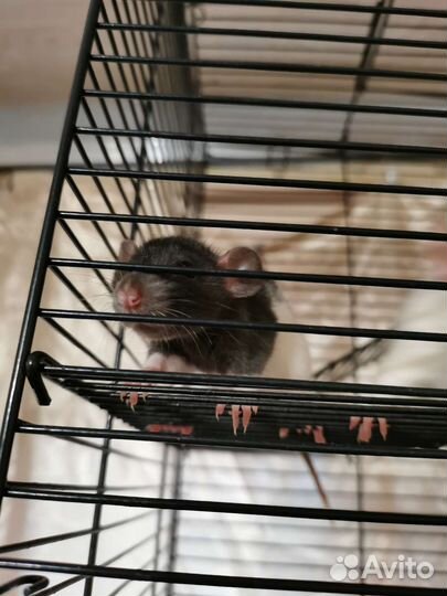 Крыса дамбо