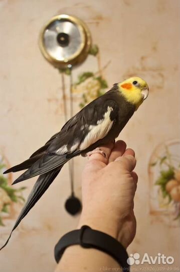 Попугай корелла. Взрослые ручные самцы