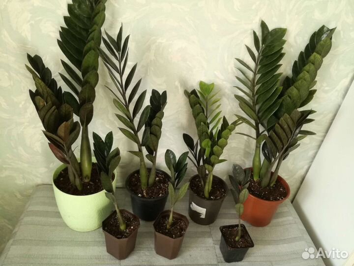 Замиокулькас Аглаонемы Кротон Алоказии Филодендрон