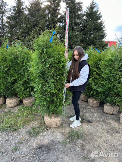 Туя Брабант из питомника