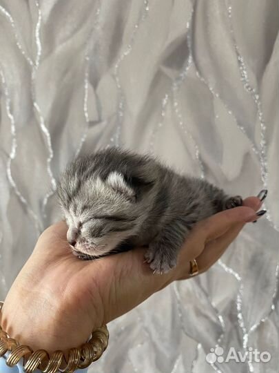 Котёнок шотландская вислоухая