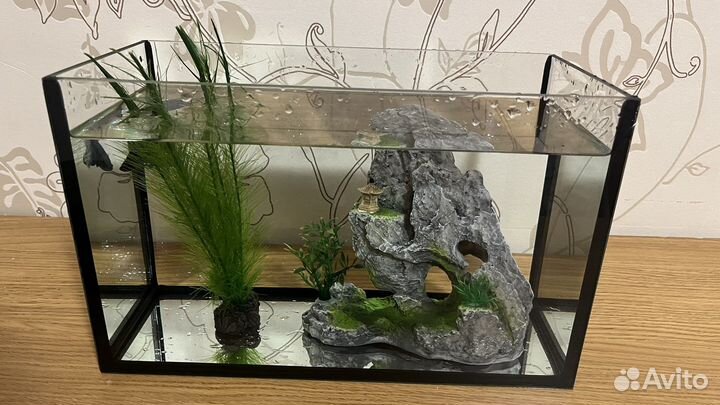 Живая рыба петушок