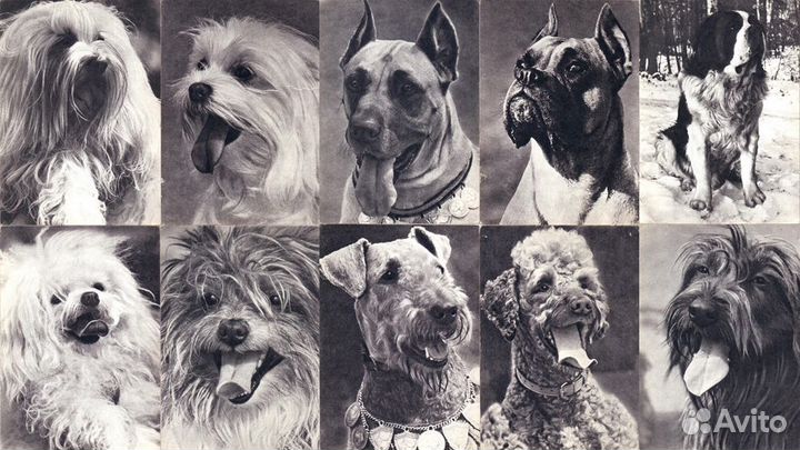 Открытки СССР с породами собак ч/б и цветные