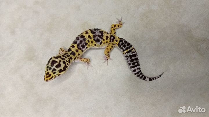 Эублефары от заводчика