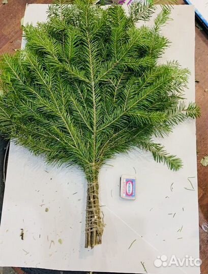 Веники пихта и можевельник