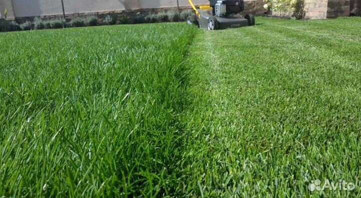 Рулонный газон, посевной газон