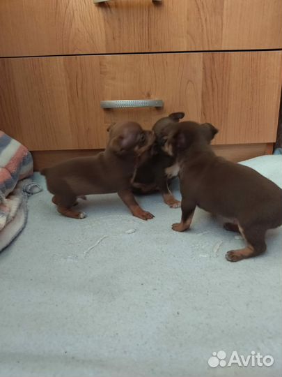 Мини той-терьер