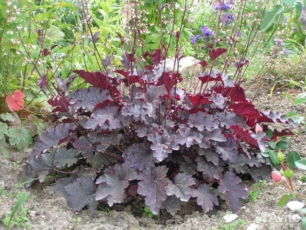 Саженцы гейхеры