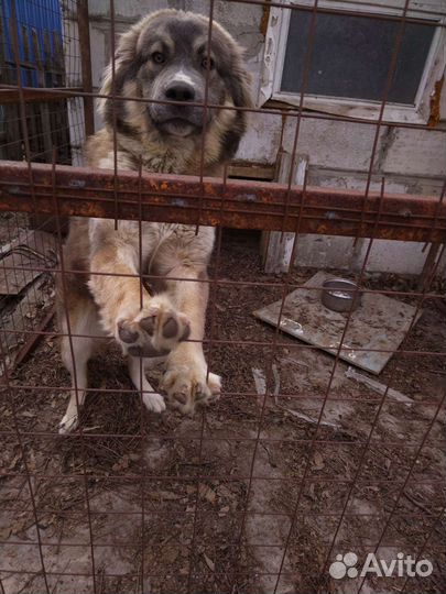 Отдам бесплатно в добрые руки