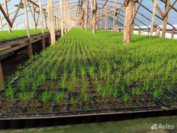 Сеянцы сосны зкс