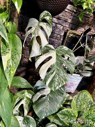 Монстера Альба