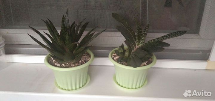 Суккуленты