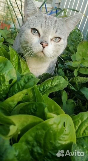 Кот