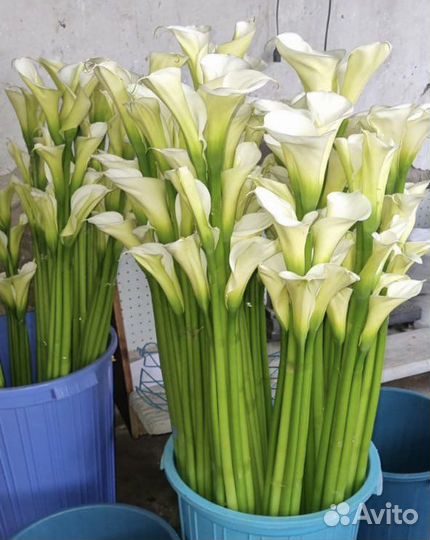 Цветы оптом