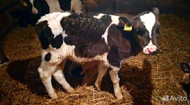 Телята(Бычки,тёлки)
