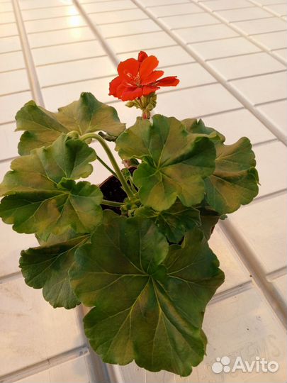 Цветы комнатные