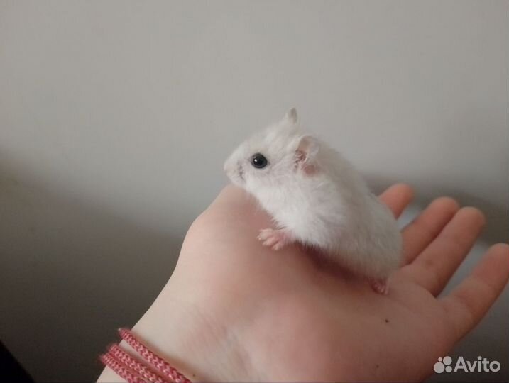 Джунгарский хомяк бесплатно