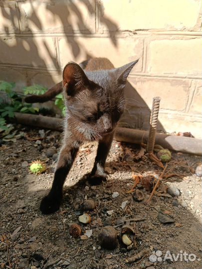 Отдам в добрые руки