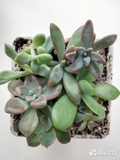 Кактусы и суккуленты. набор черенков 6 шт в горшке