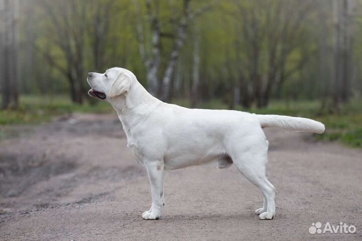 Лабрадор кобель вязка Starneos Sensey