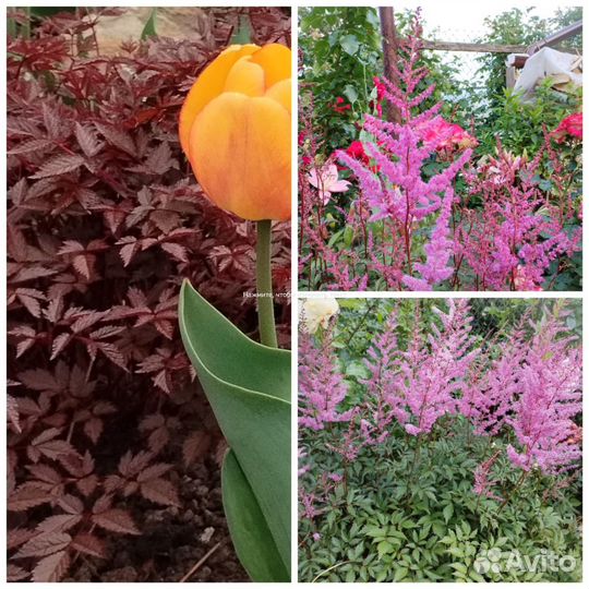 Цветы садовые разные