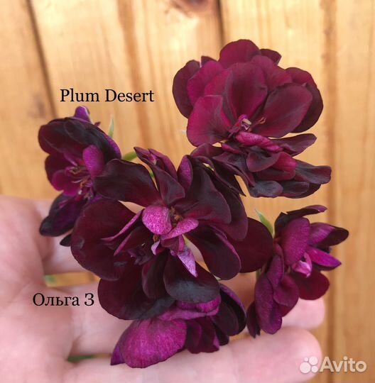 Плющелистная пеларгония (ампельная, герань)