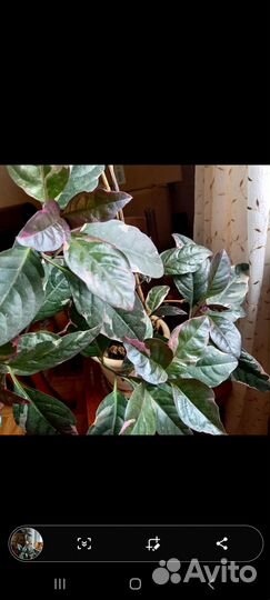 Комнатные цветы