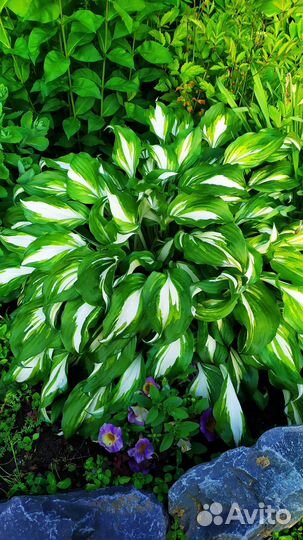 Хоста и медуница