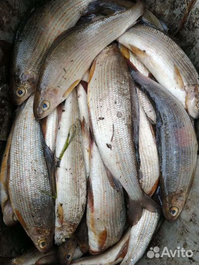 Рыба хариус