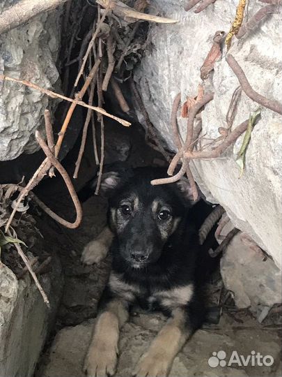 Щенок ищет дом