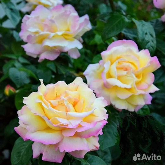 Розы чайно-гибридные