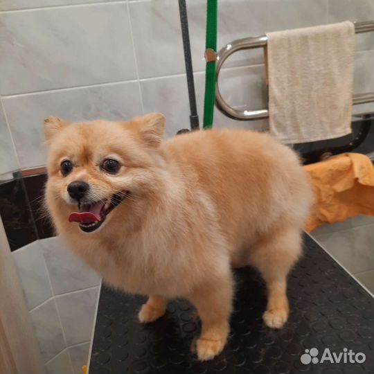 Услуги грумера