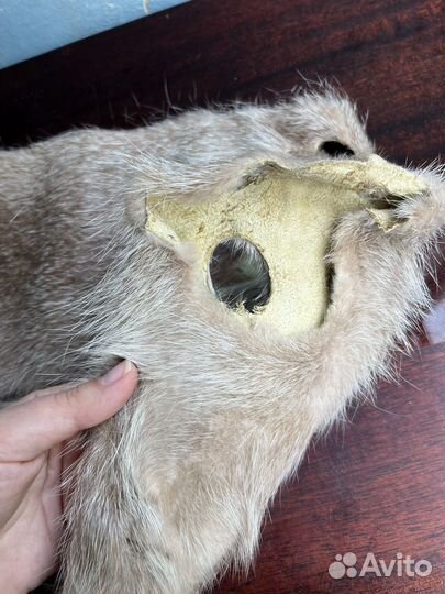 Шкурка животного