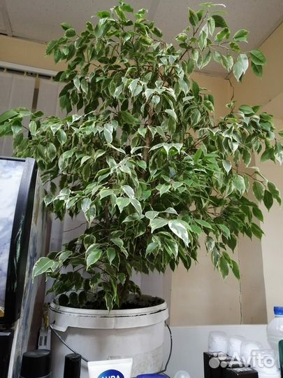 Фикус Бенджамина большой