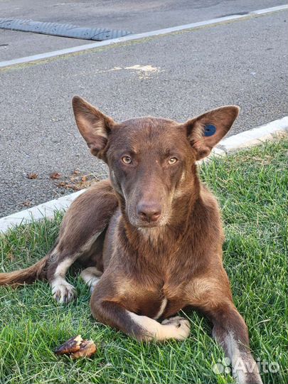 Пёс после отлова ищет дом