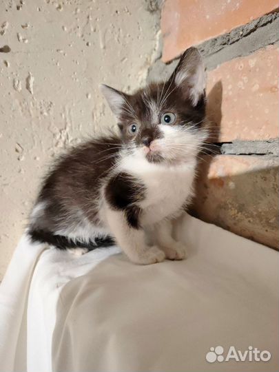 Котенок мальчик ищет дом