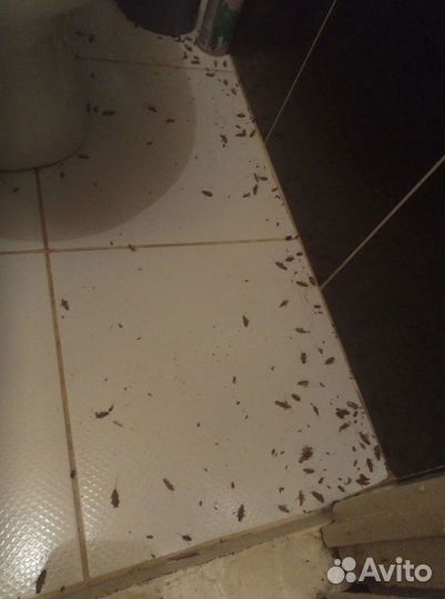 Уничтожение тараканов клопов Дезинфекция