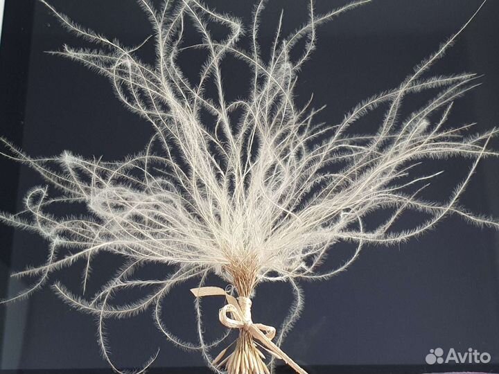 Сухоцвет (стифа)