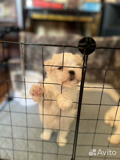 Мальтийская болонка